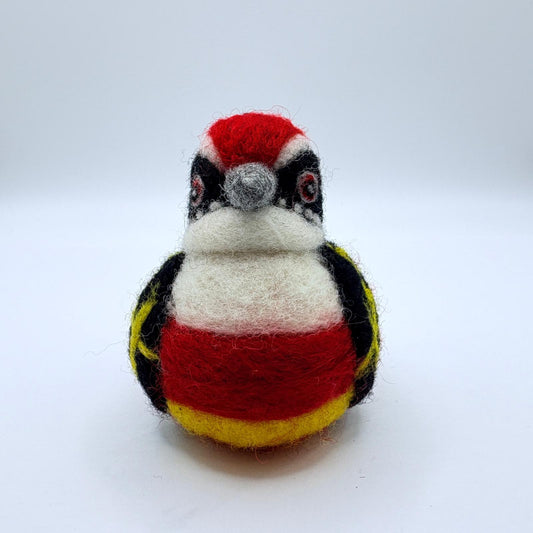 Peruvian Red Banded Barbet