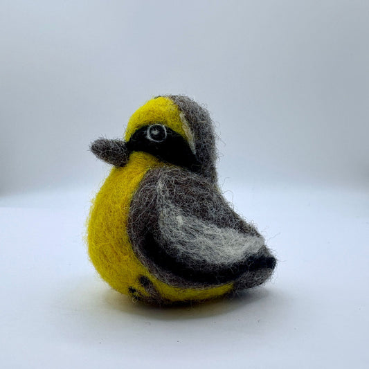 Peruvian Tumbes Tyrant