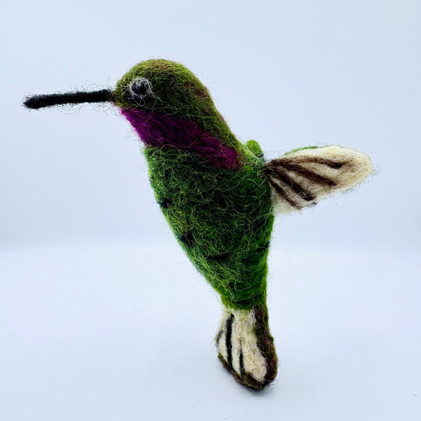 Hummingbird, Anna's
