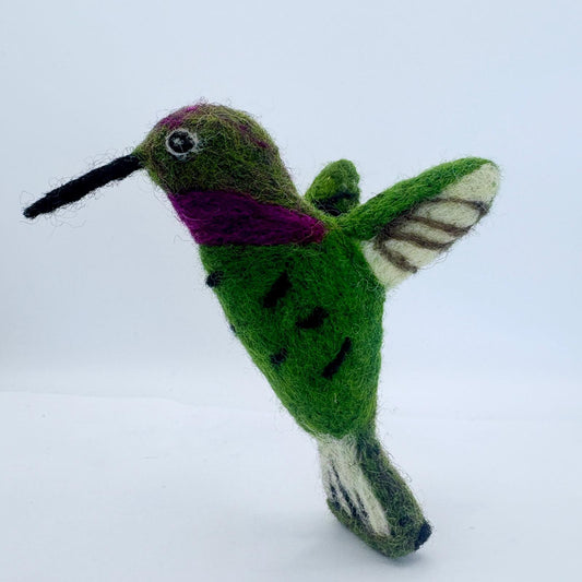 Hummingbird, Anna's