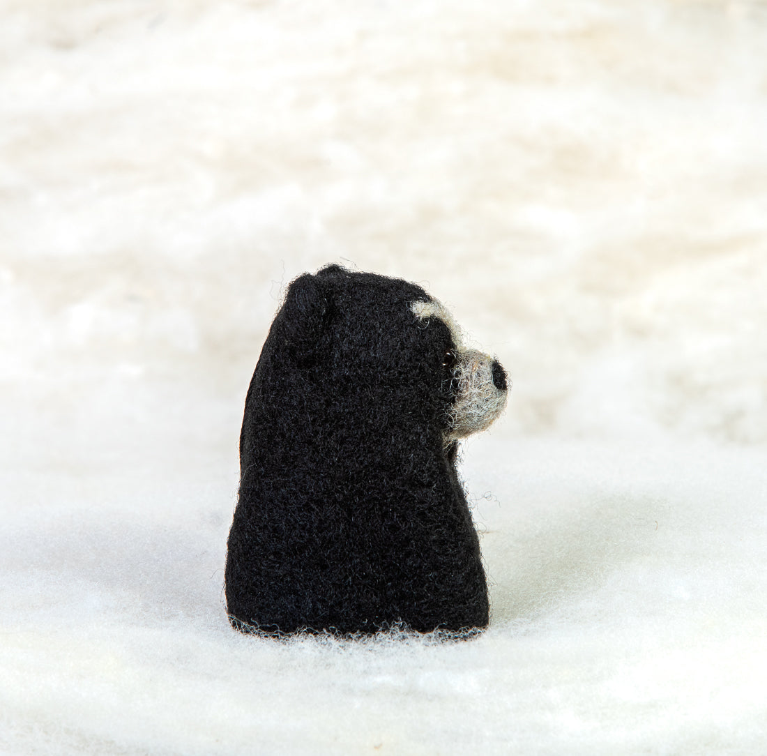 Spectacled Bear