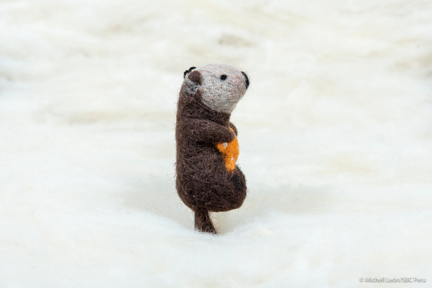 Otter with orange sea star