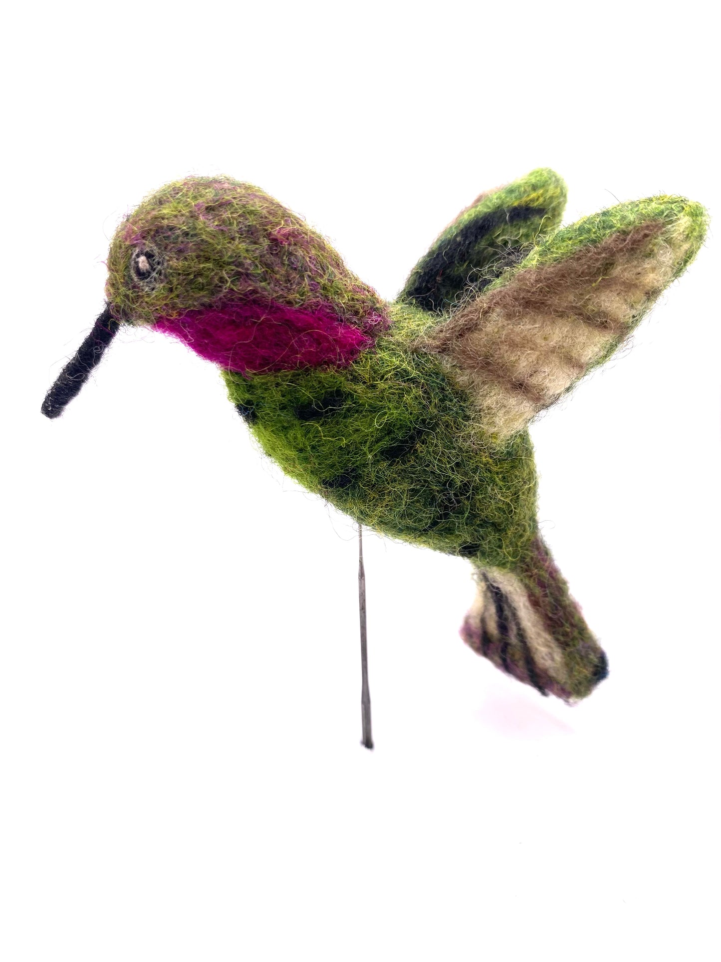 Hummingbird, Anna's