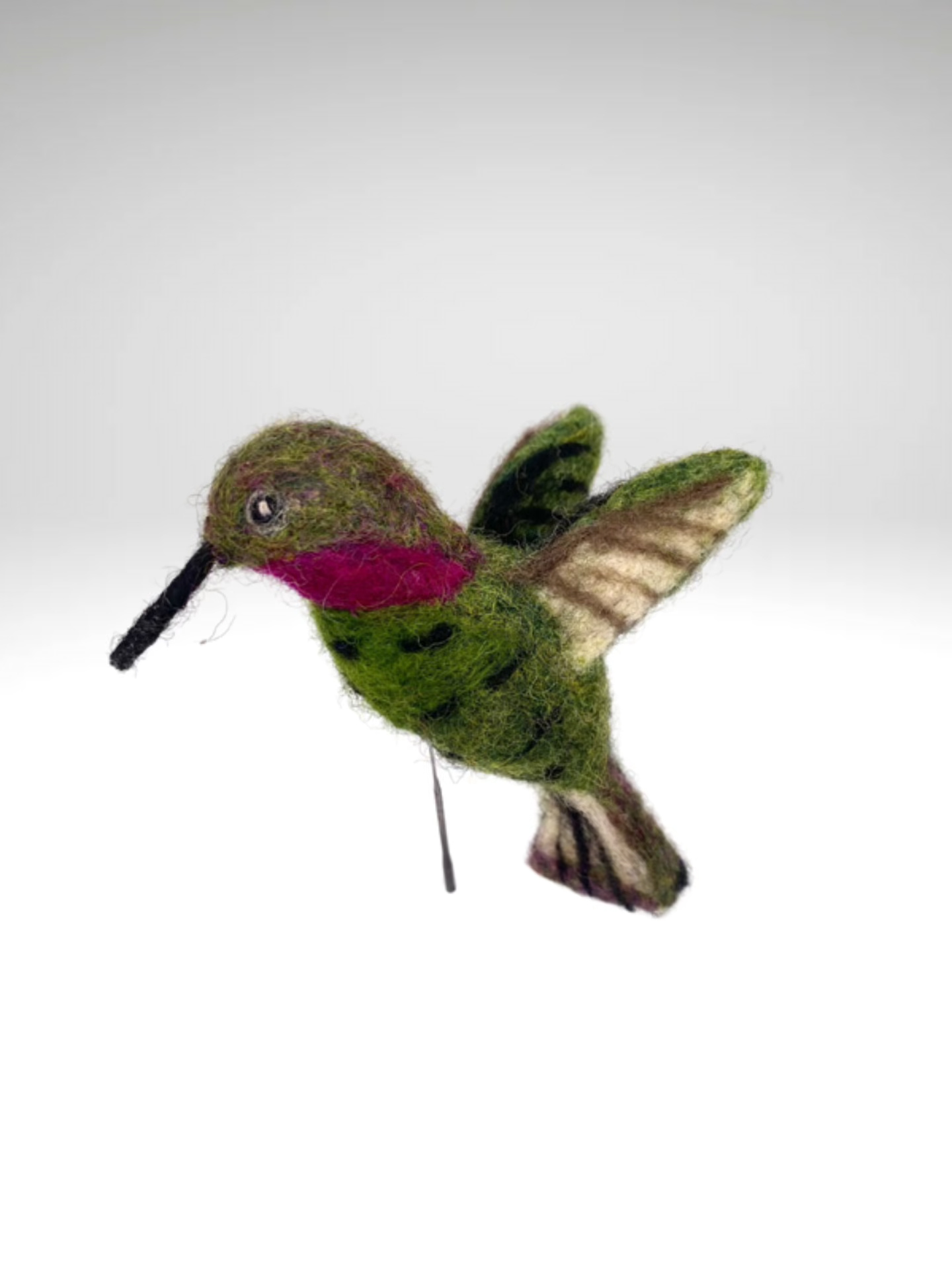 Hummingbird, Anna's