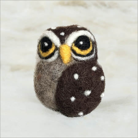 Owl, Curious