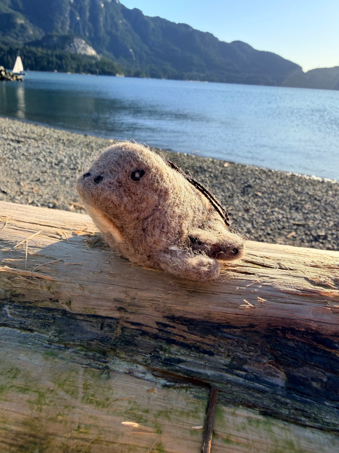 Walrus