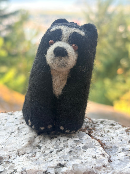 Spectacled Bear