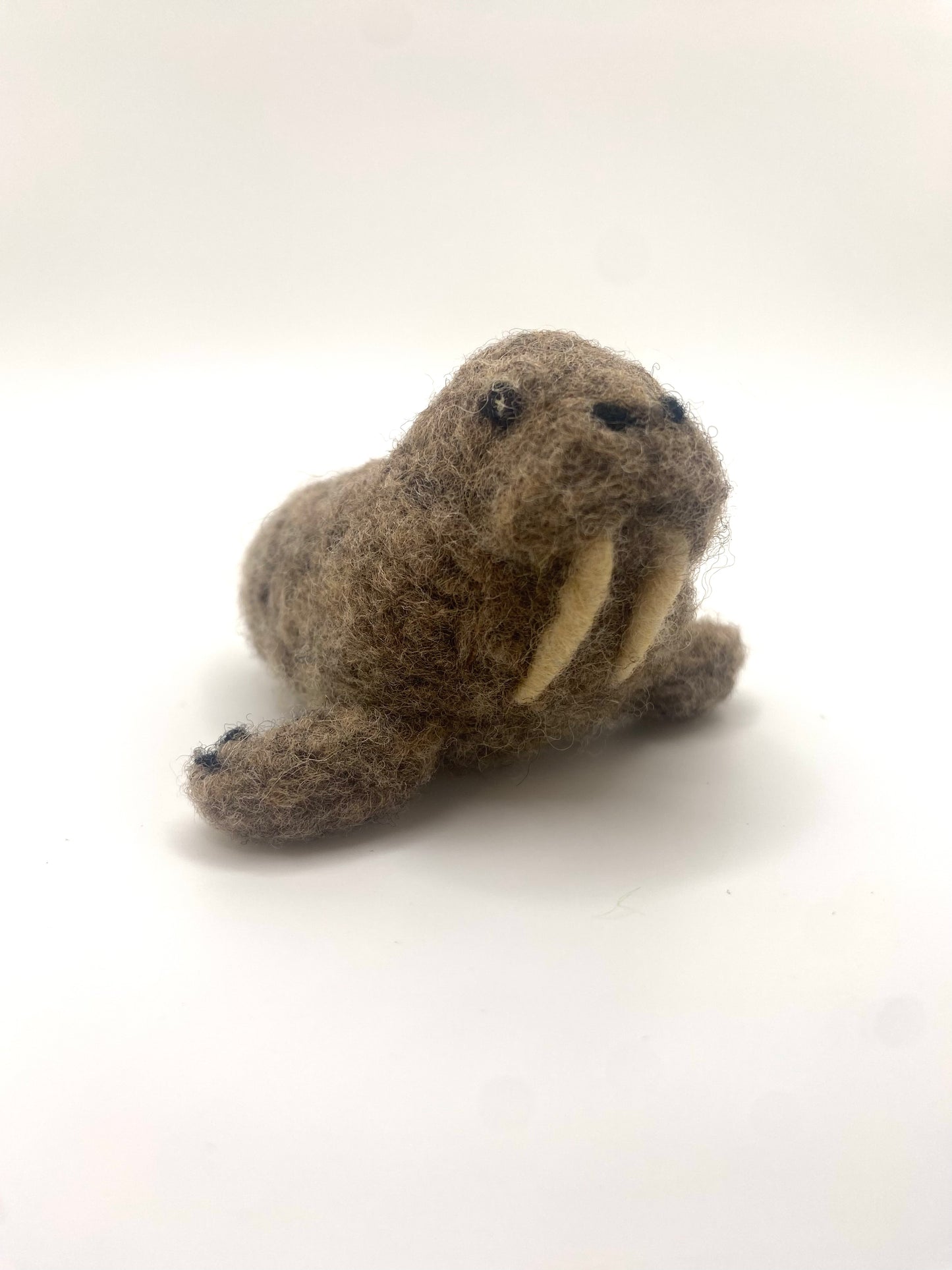 Walrus
