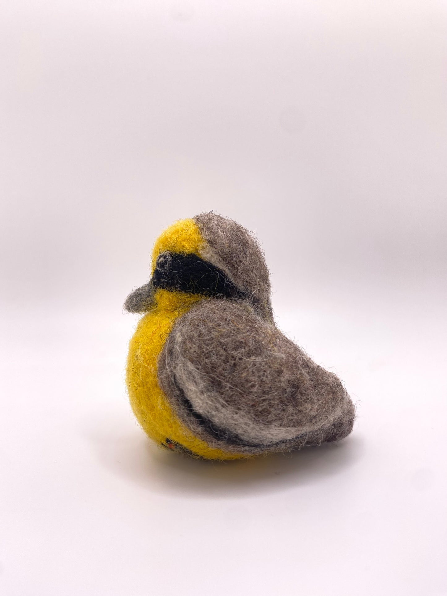 Peruvian Tumbes Tyrant