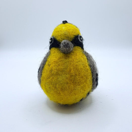 Peruvian Tumbes Tyrant