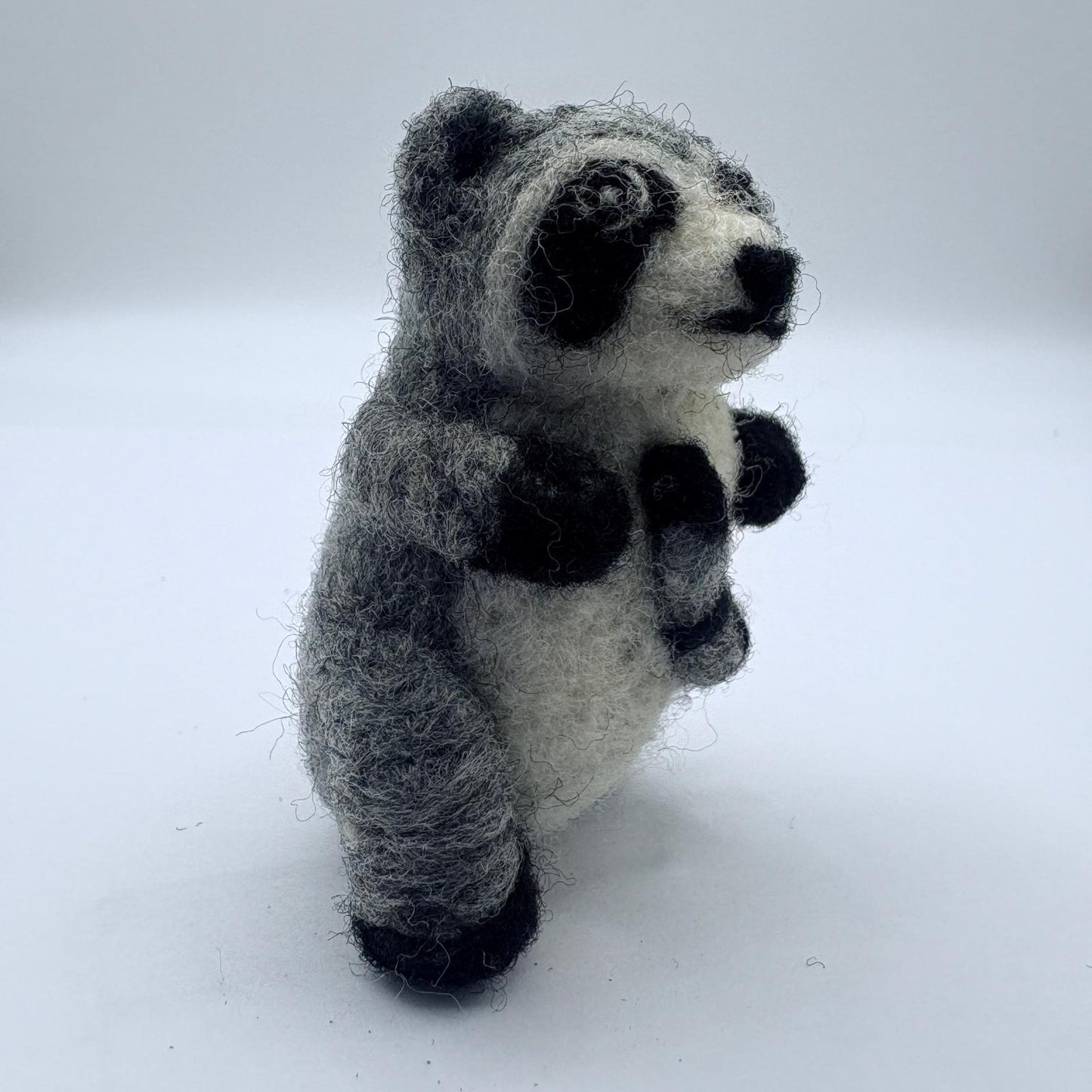 Raccoon