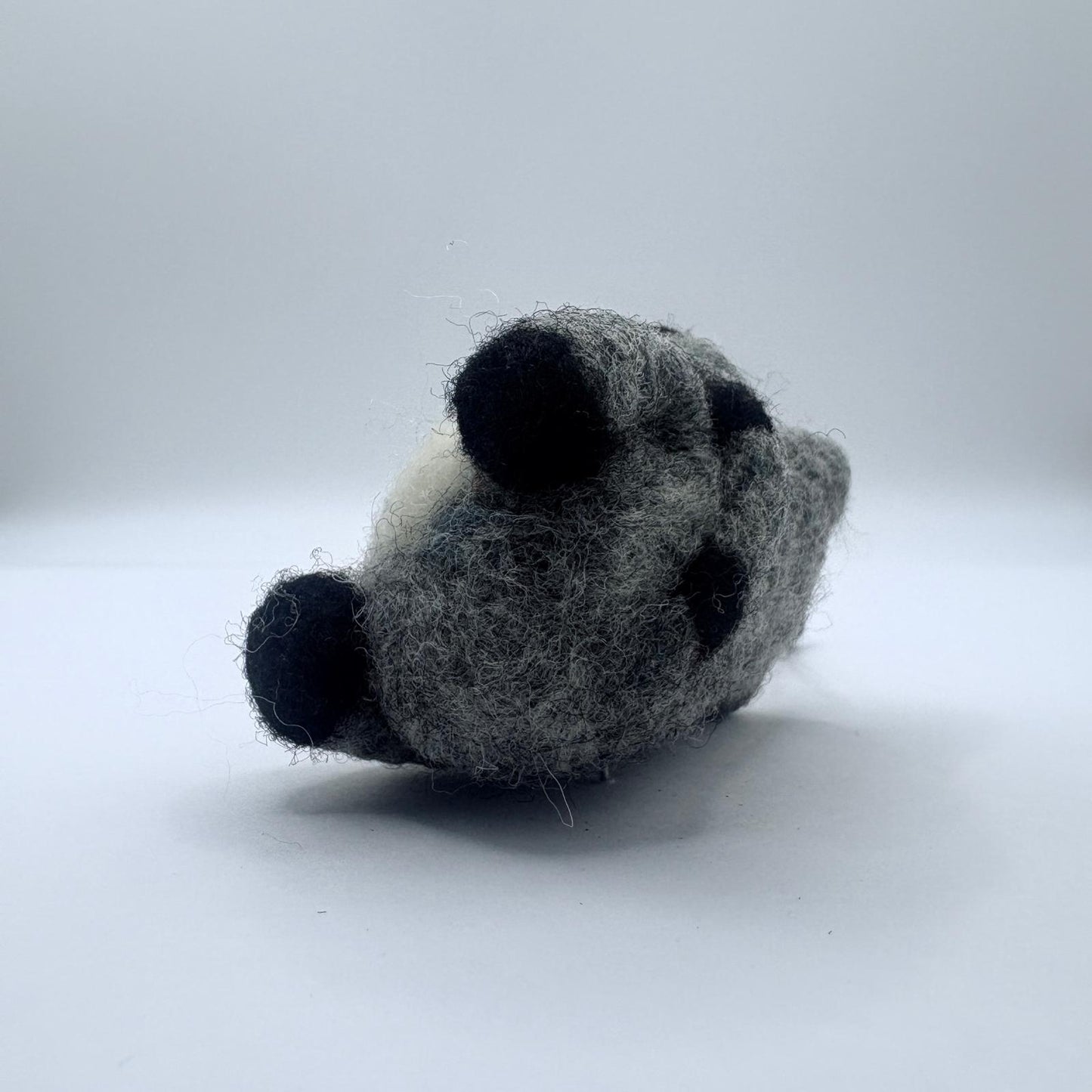 Raccoon