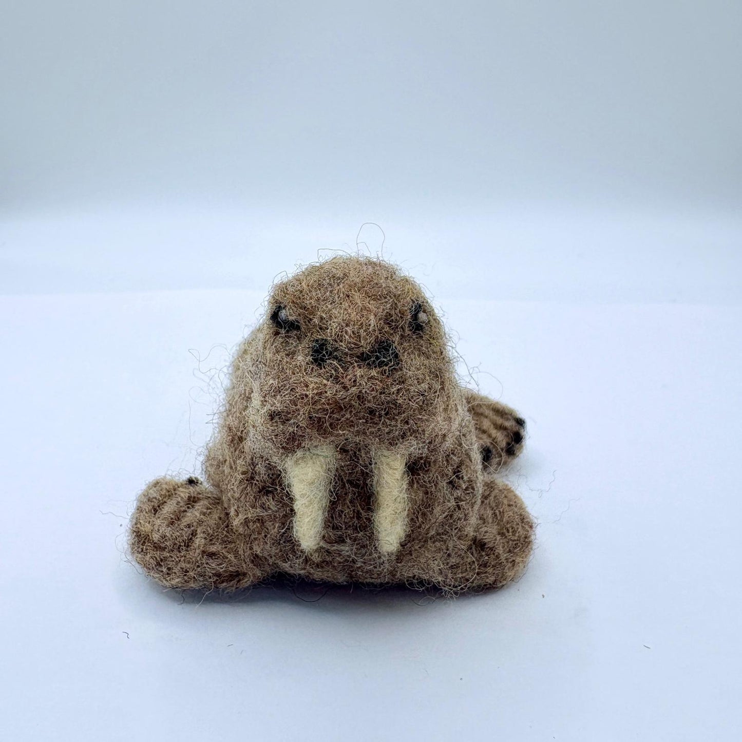 Walrus