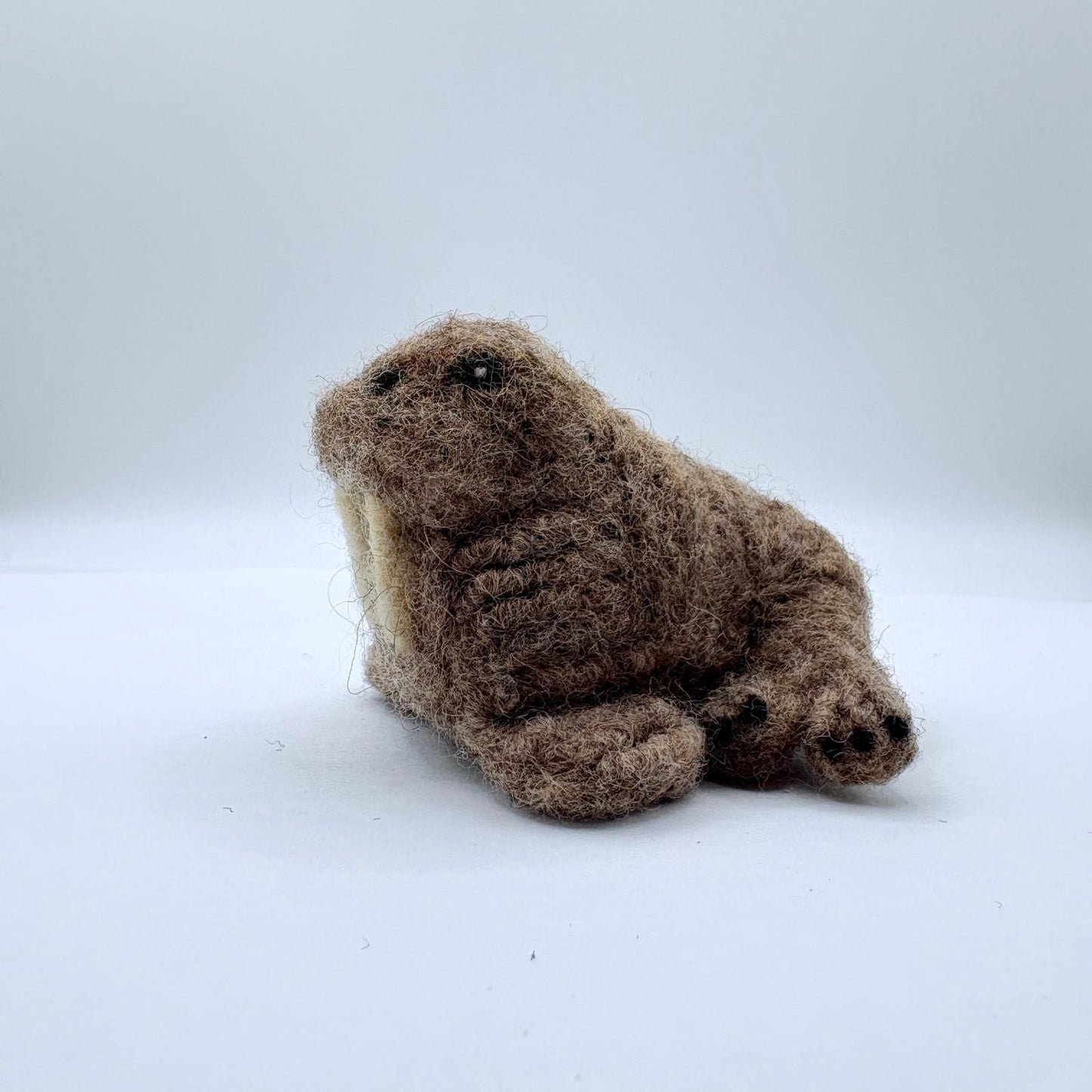 Walrus