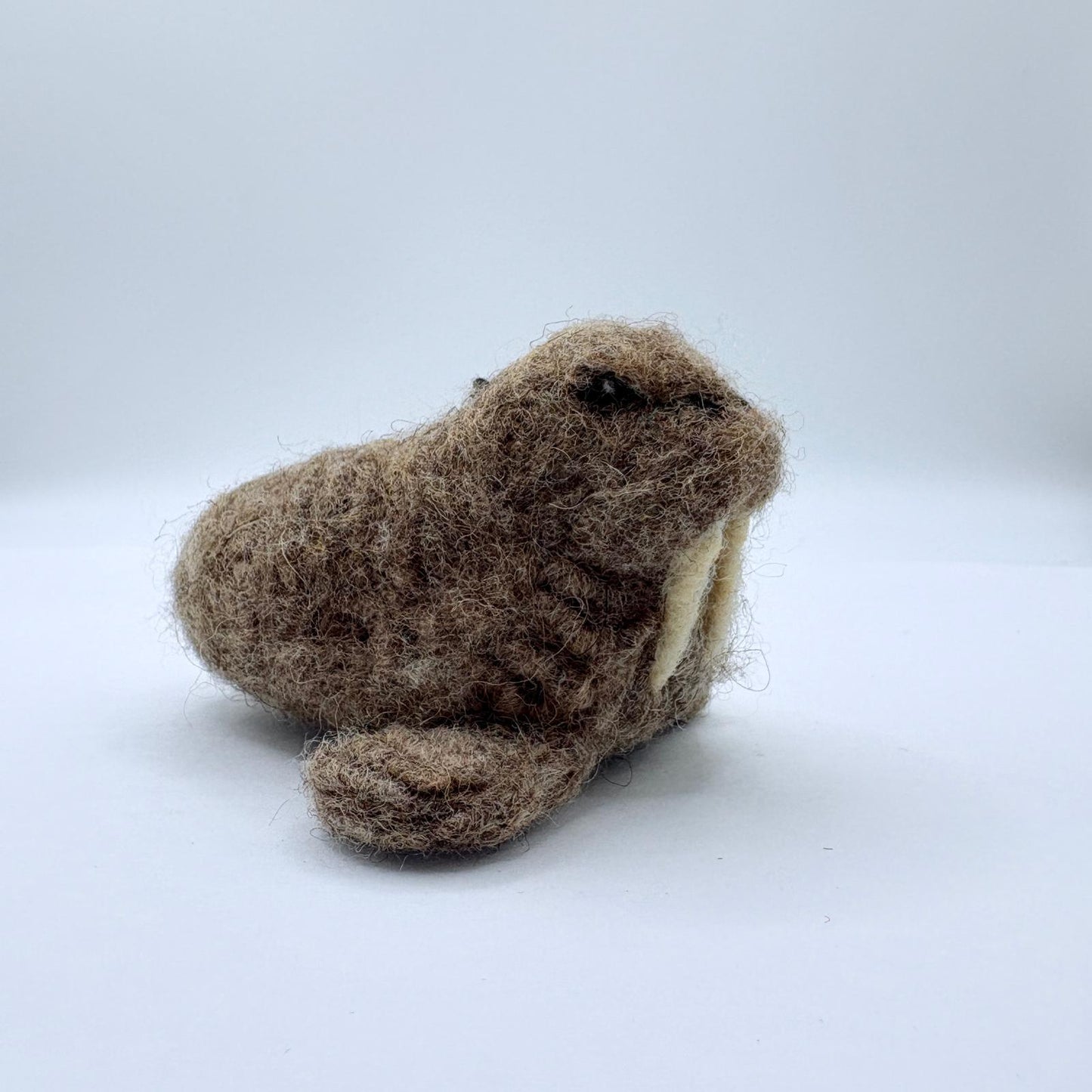 Walrus