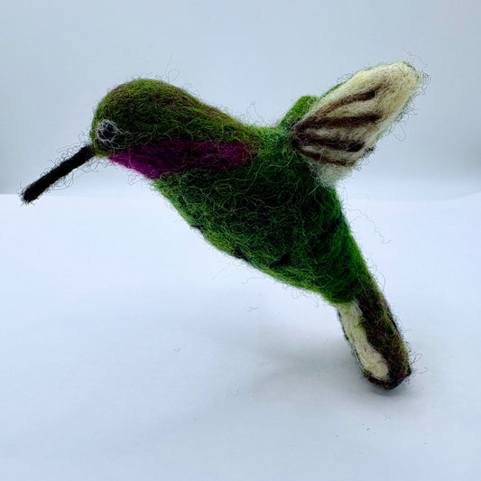 Hummingbird, Anna's