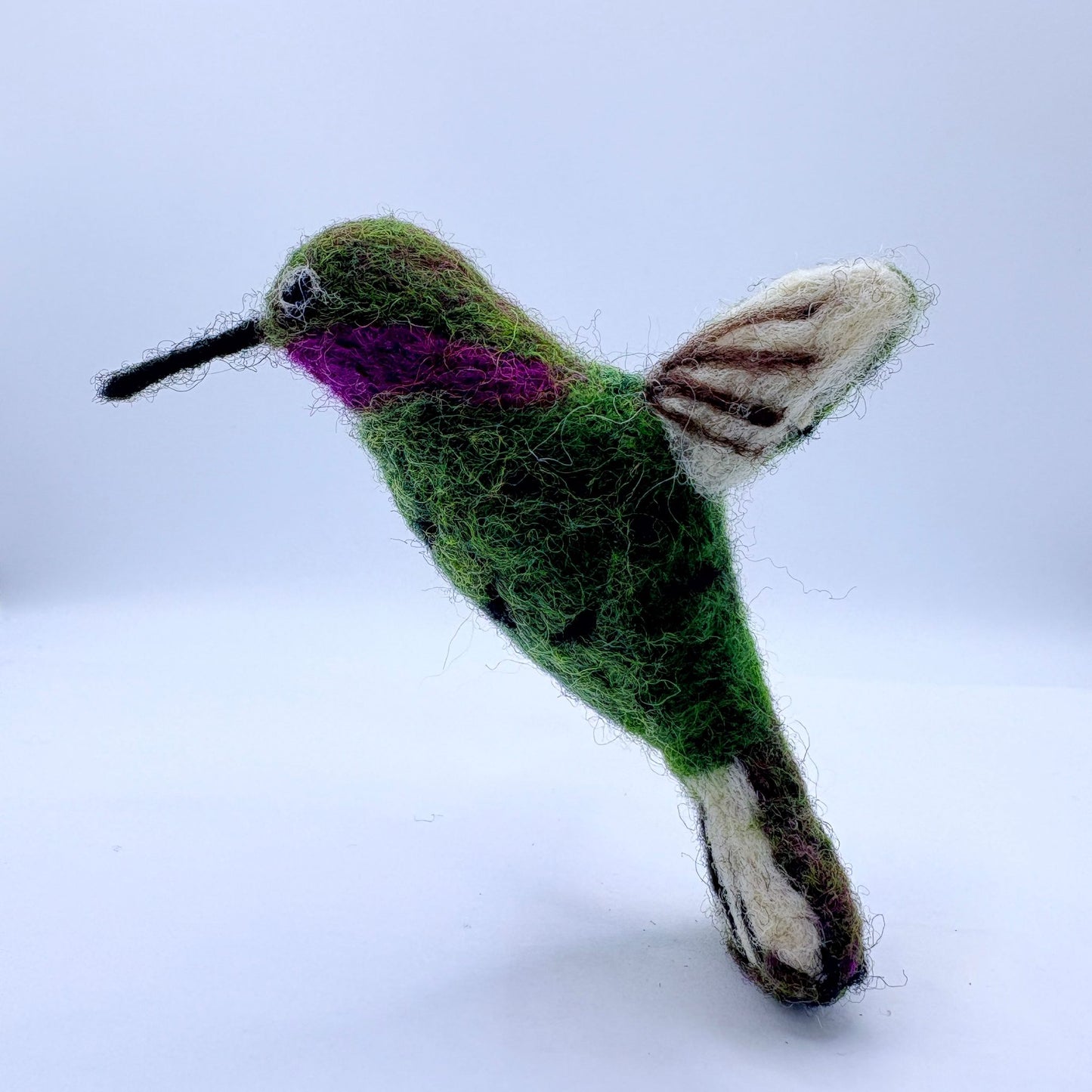 Hummingbird, Anna's