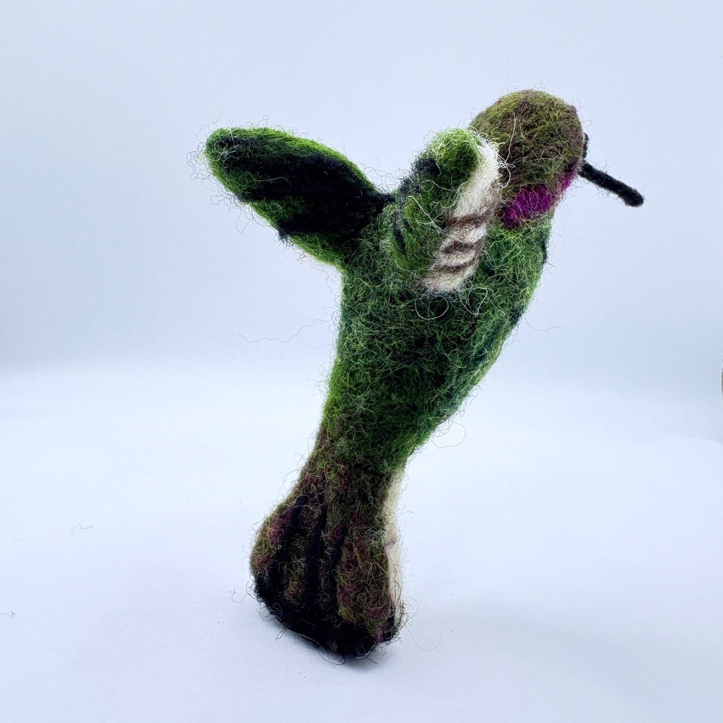 Hummingbird, Anna's
