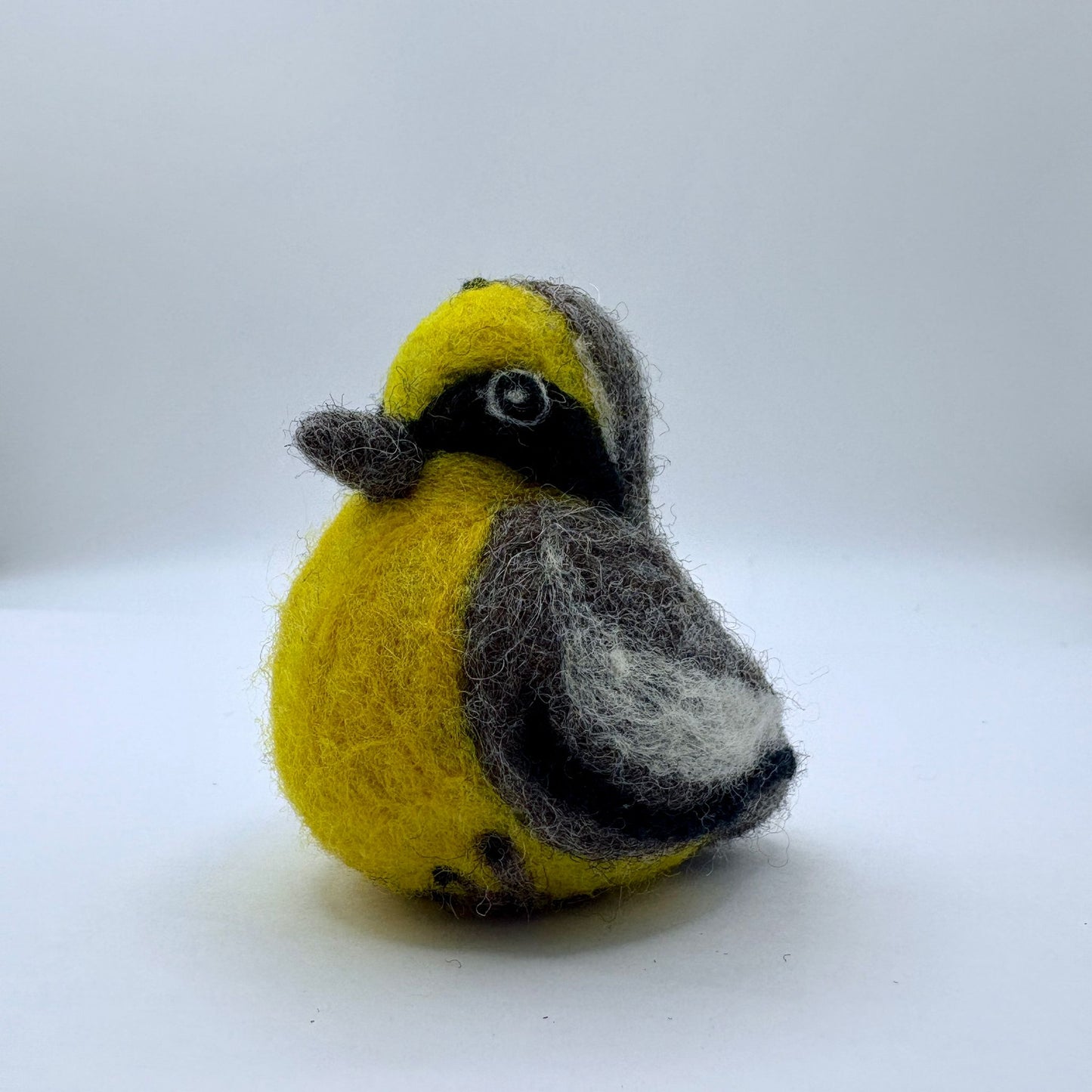 Peruvian Tumbes Tyrant