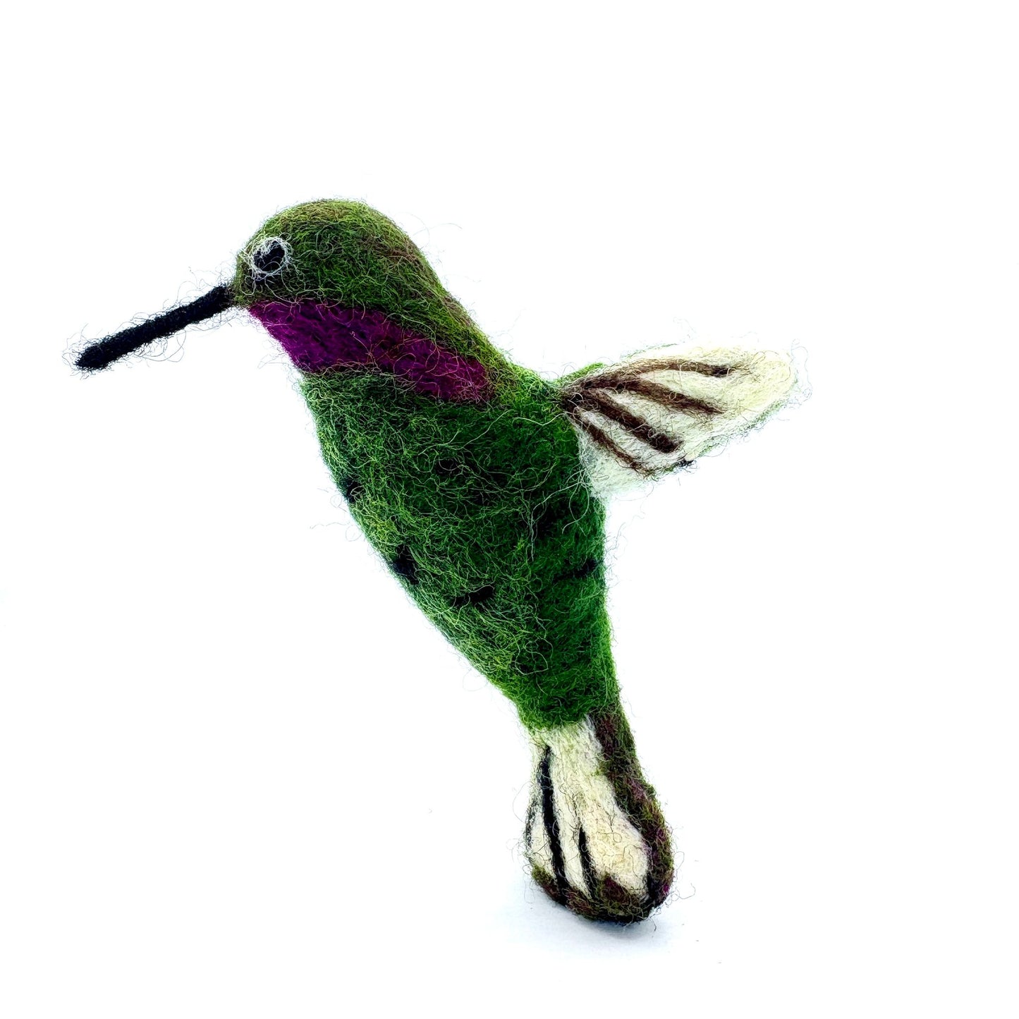 Hummingbird, Anna's