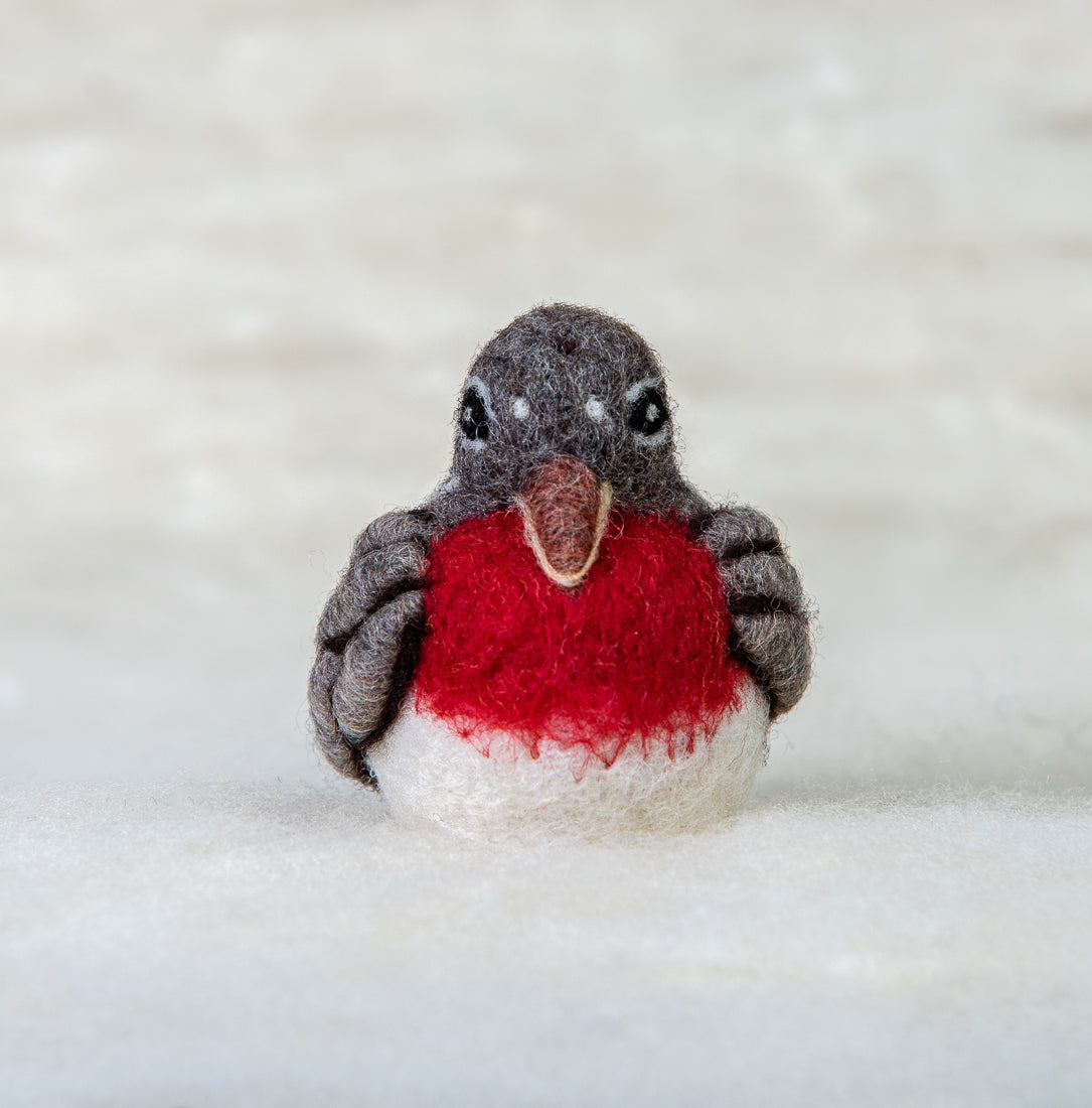 Robin Bird