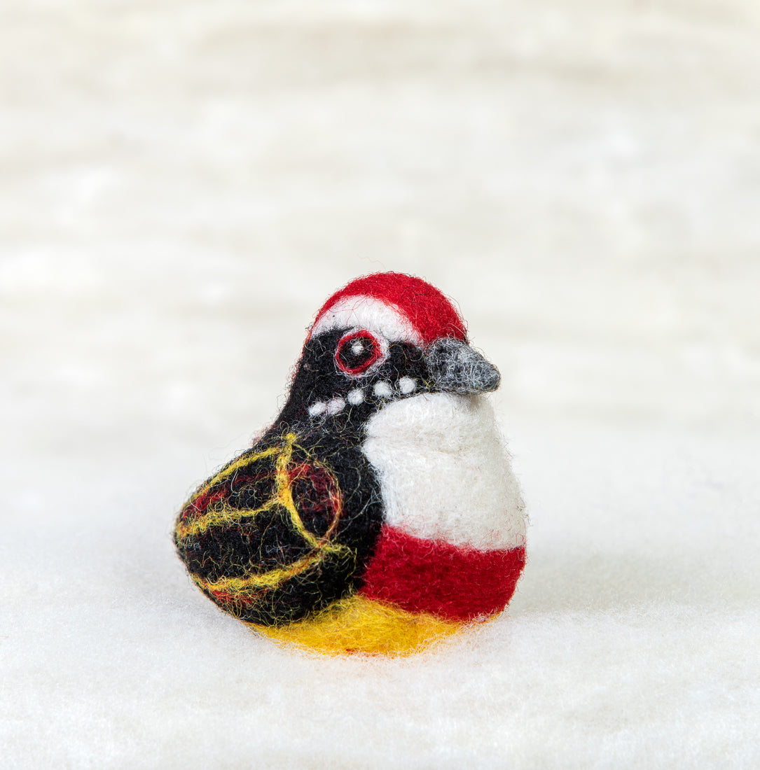 Peruvian Red Banded Barbet