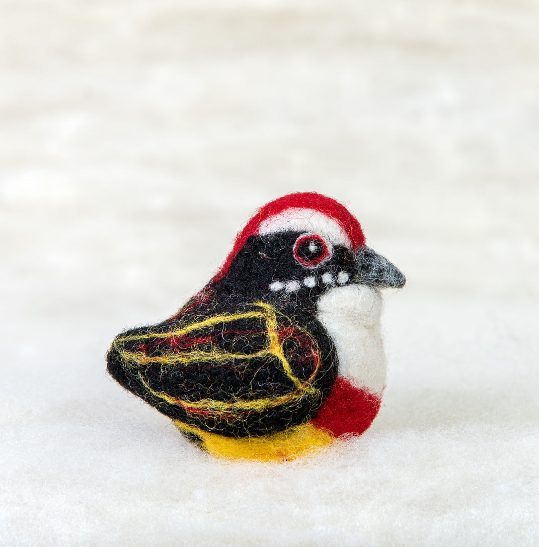 Peruvian Red Banded Barbet